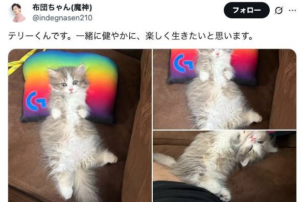 配信者・布団ちゃん、2カ月ぶりに活動再開　猫を飼い始めたことを報告