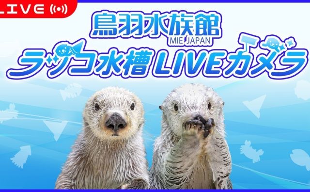 鳥羽水族館、YouTubeのラッコ配信で飼育員にモザイク処理  カスハラ対策で