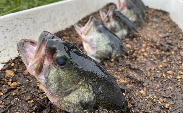 ブラックバスの頭がプランターにずらり 生き物系YouTuberおーちゃんねるの写真に「不快」「子どもに見せたくない」と批判